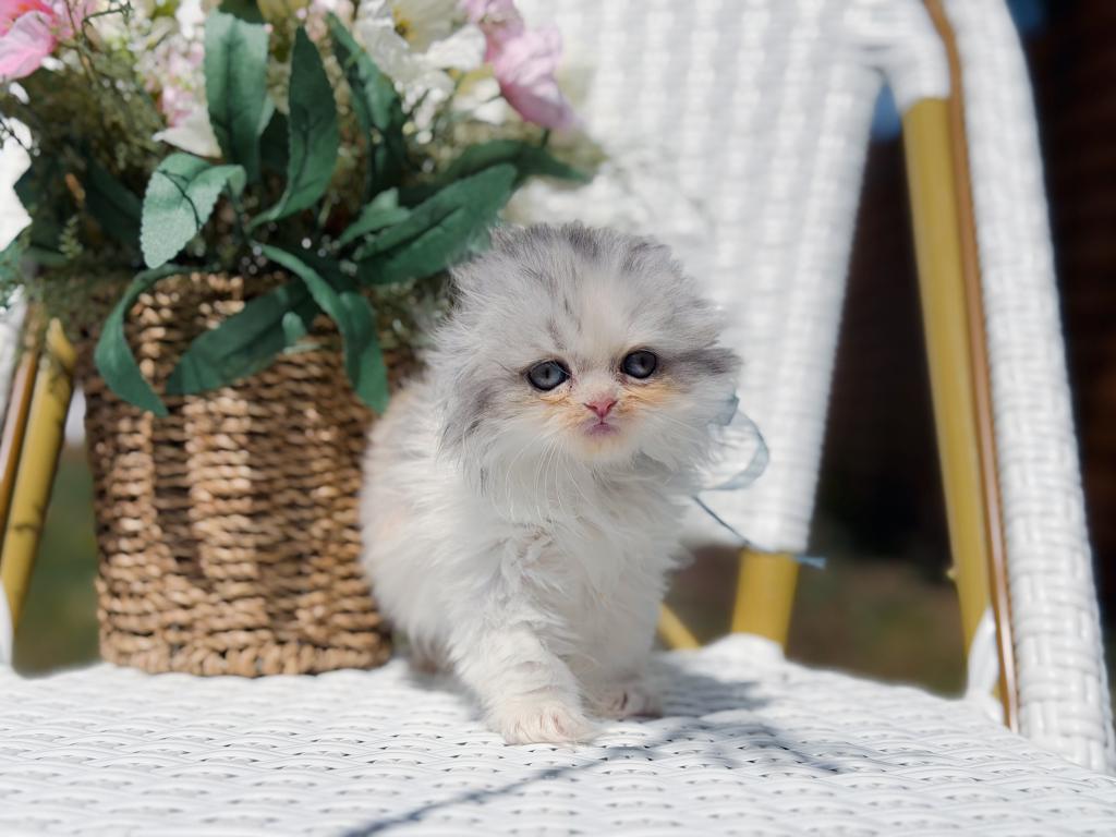 Scottish Fold Longhair Blue Bicolor Girl photo 30