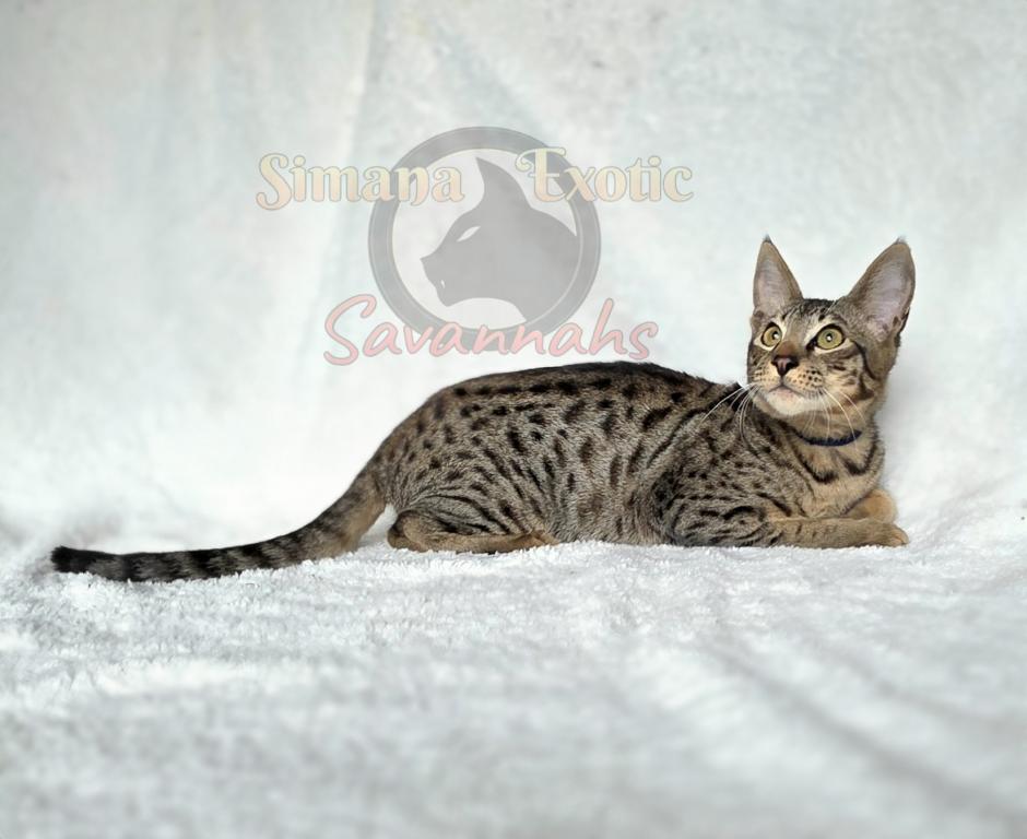 F4  Mr Romeo photo 3
