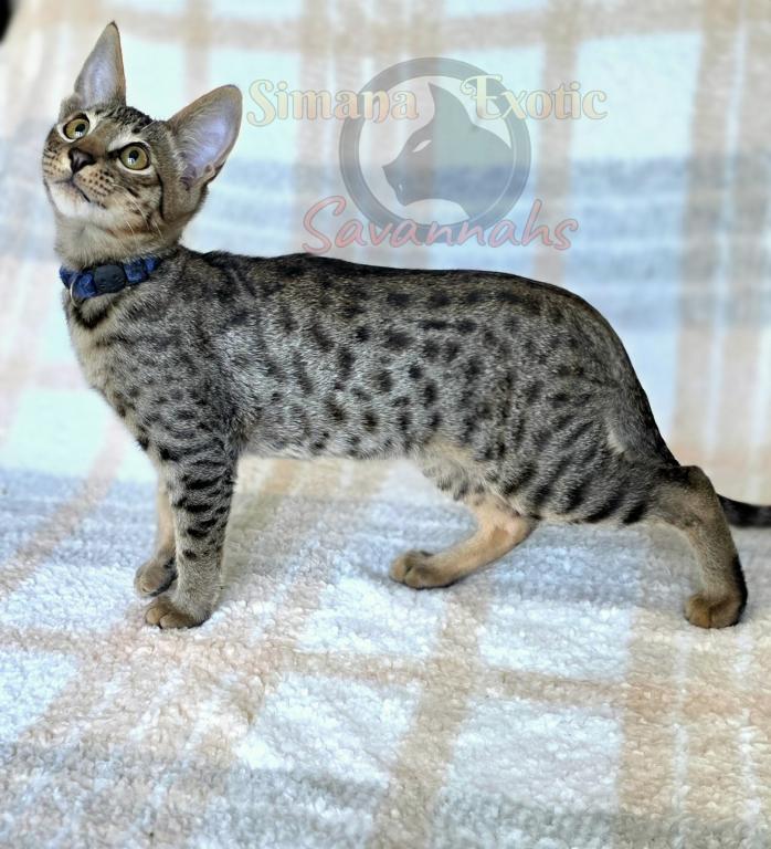 F4  Mr Romeo photo 4
