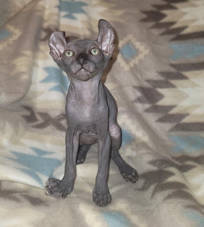 3 Months Black Elf Sphynx photo 4