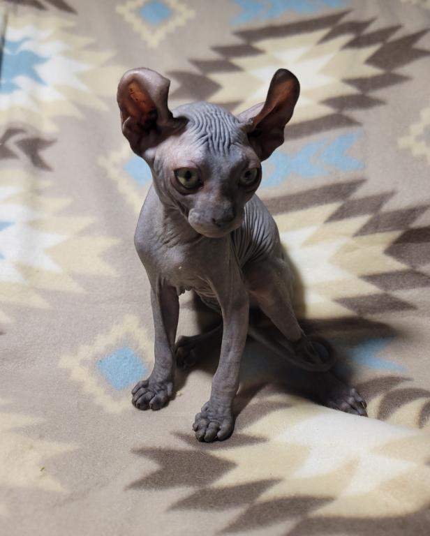 3 Months Black Elf Sphynx photo 5