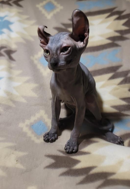 3 Months Black Elf Sphynx photo 1