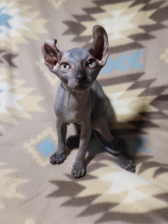 3 Months Black Elf Sphynx photo 3
