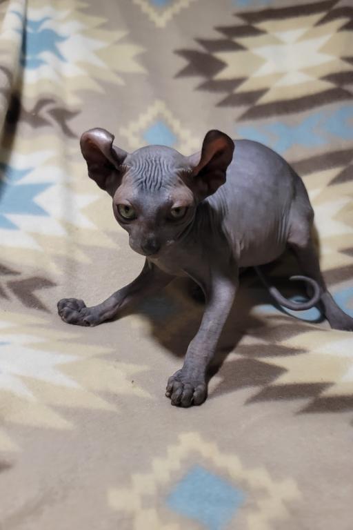 3 Months Black Elf Sphynx photo 6