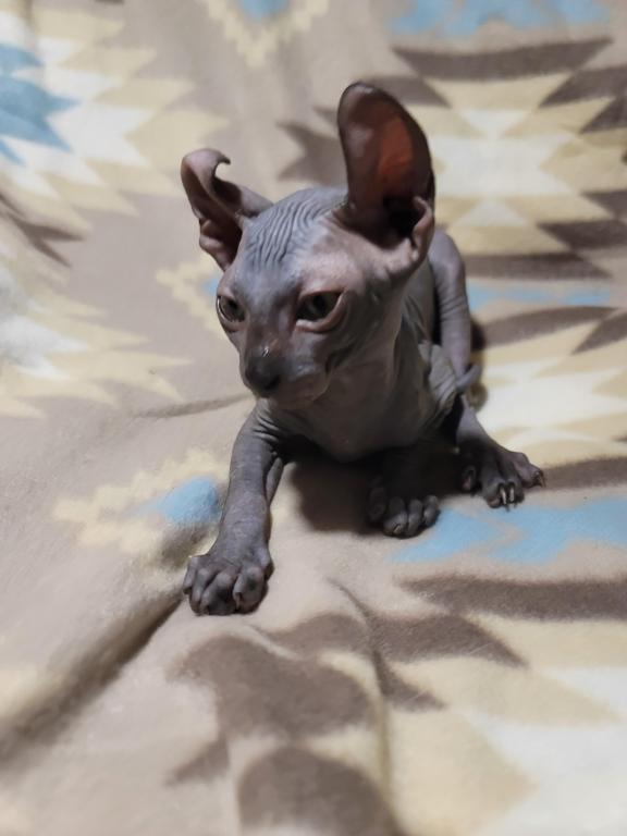 3 Months Black Elf Sphynx photo 2
