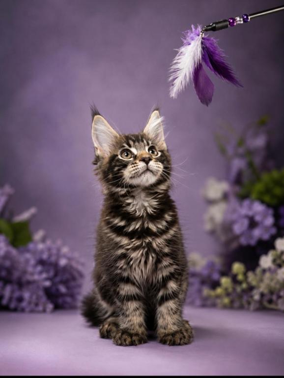 Angel Heart Main Coon Babies photo 1