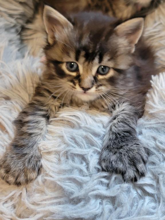 Trixie  Twenty Six Toe Polydactyl photo 3