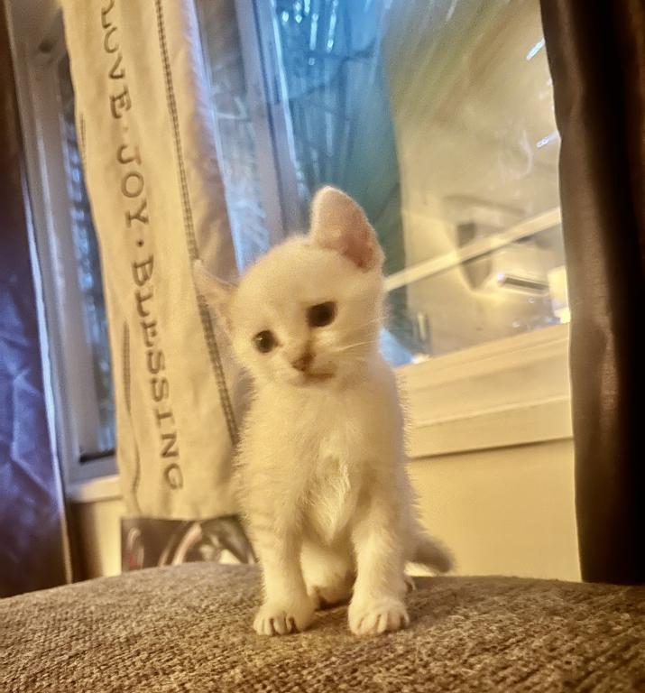 Savannah Lynx Kitten photo 3