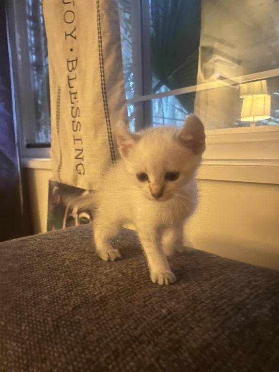 Savannah Lynx Kitten photo 4