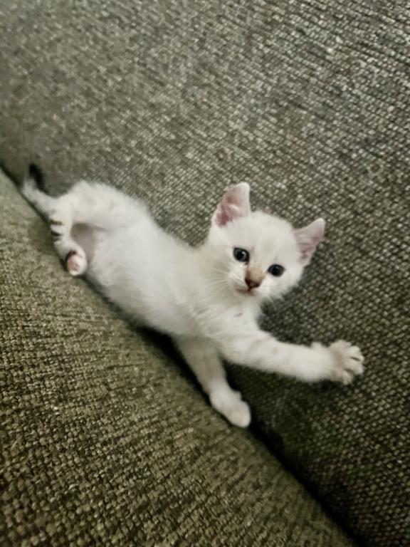 Savannah Lynx Kitten