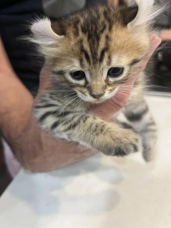 Savannah Lynx Mix