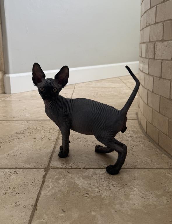 Sphynx Kittens