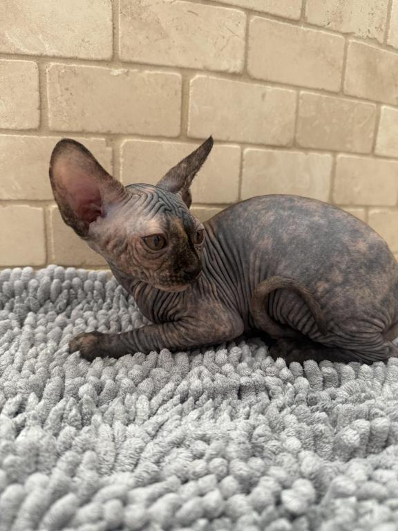 Sphynx Kittens photo 3
