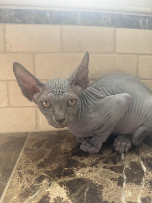 Sphynx Kittens photo 5
