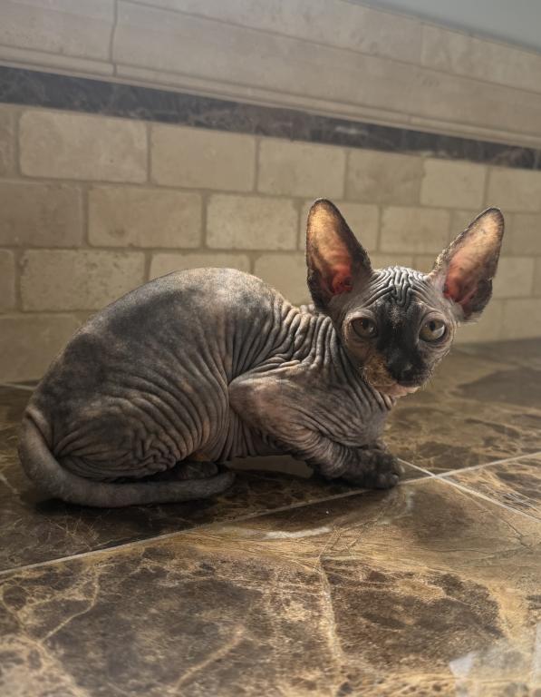 Sphynx Kittens photo 4
