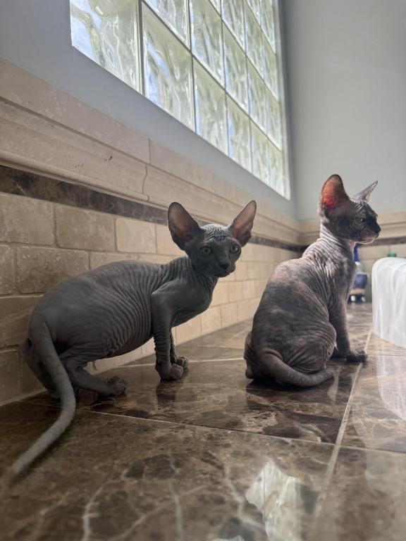 Sphynx Kittens photo 2