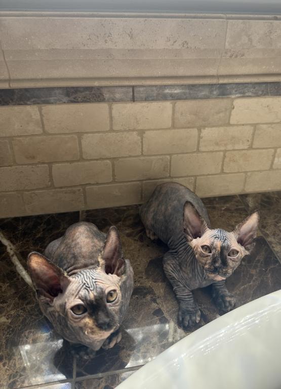 Sphynx Kittens photo 6
