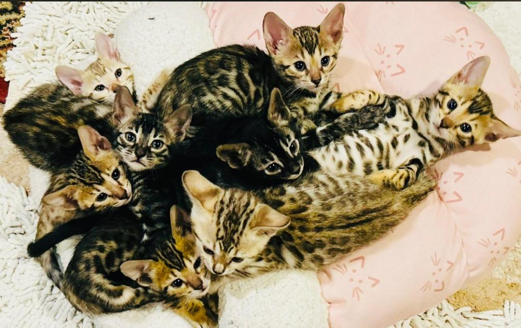 BC Bengals PA photo 4