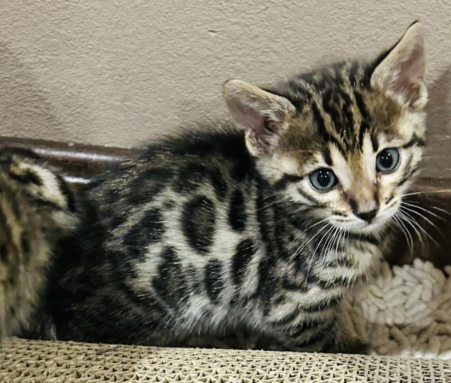 BC Bengals PA photo 2