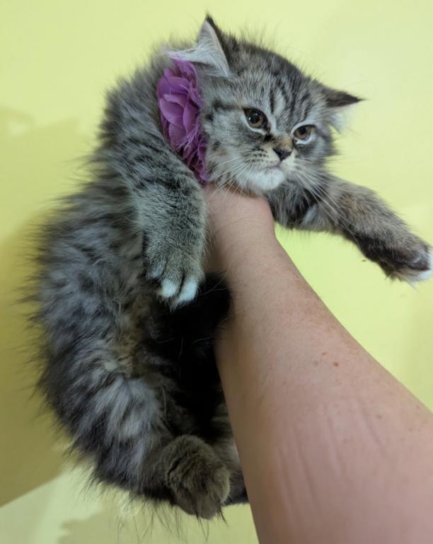 Persian Available From 2 Litters photo 3