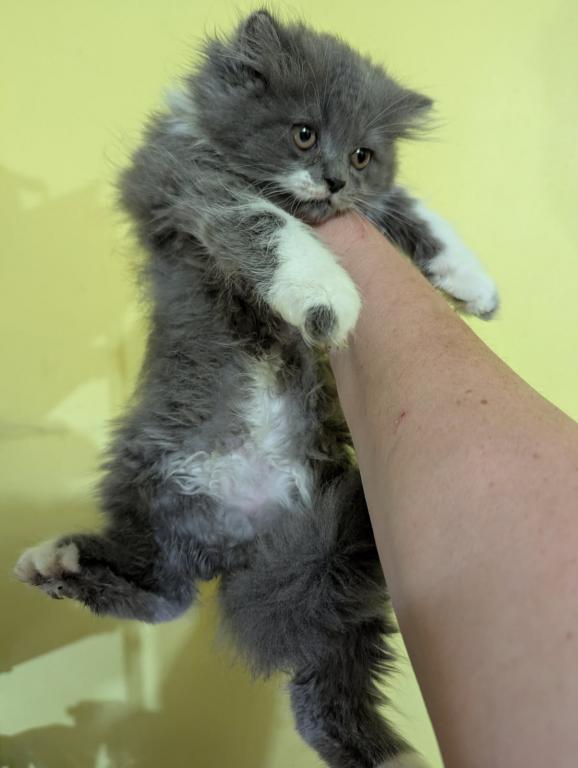 Persian Available From 2 Litters photo 4
