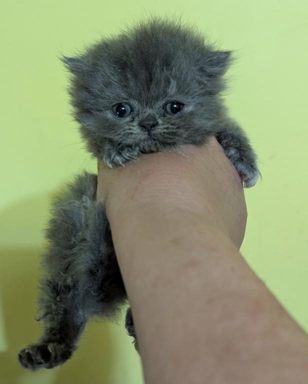 Persian Available From 2 Litters photo 2