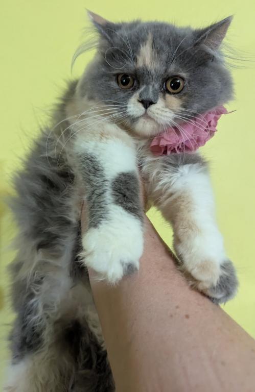Persian Available From 2 Litters