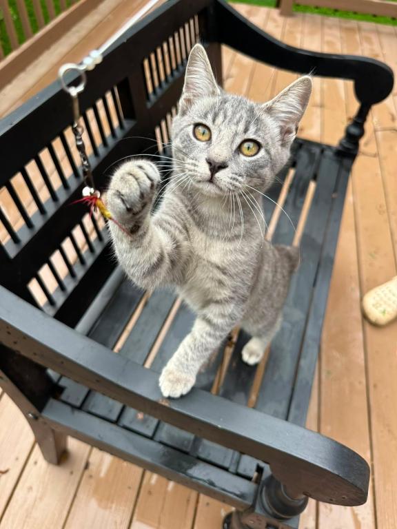 American Bobtail For Adoption photo 3
