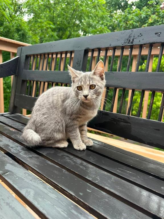 American Bobtail For Adoption photo 6