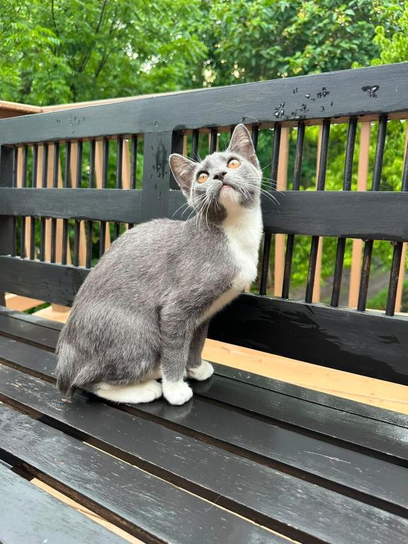 American Bobtail For Adoption photo 8