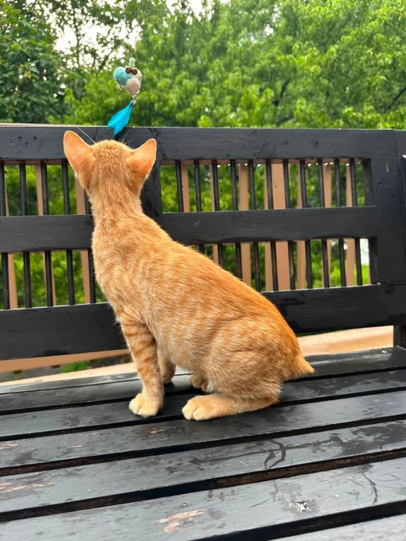 American Bobtail For Adoption photo 12