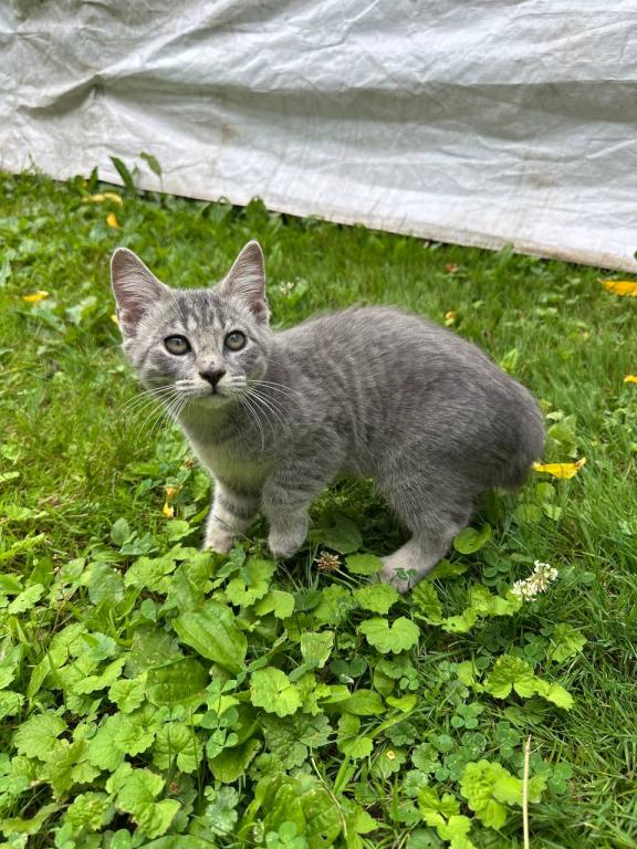 American Bobtail For Adoption photo 16
