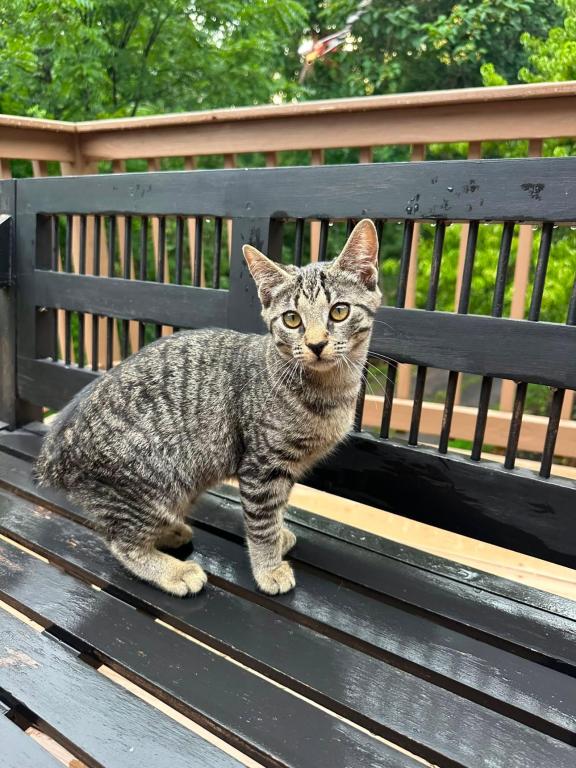 American Bobtail For Adoption photo 7