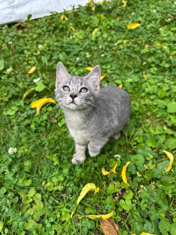 American Bobtail For Adoption photo 13