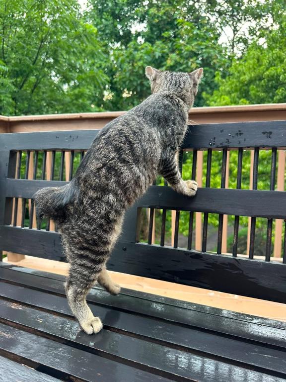 American Bobtail For Adoption photo 2