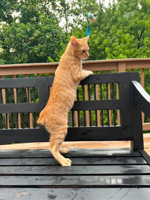 American Bobtail For Adoption photo 11