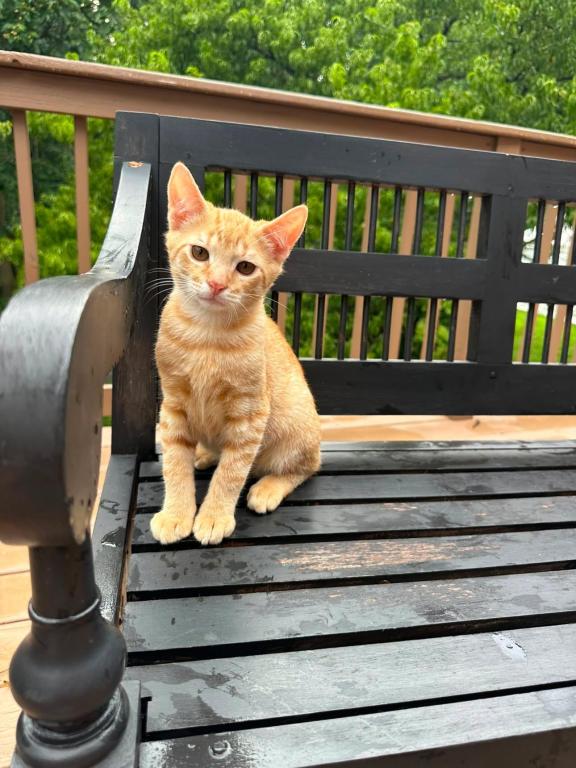American Bobtail For Adoption photo 10