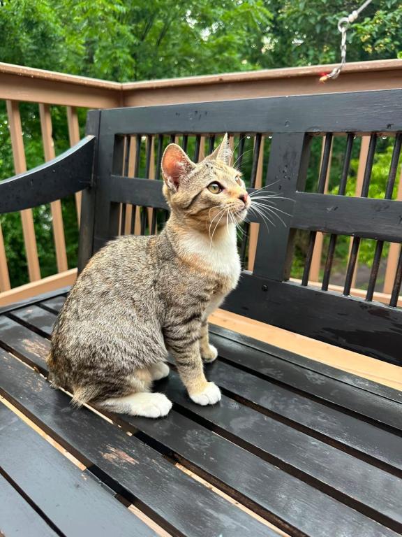 American Bobtail For Adoption photo 9