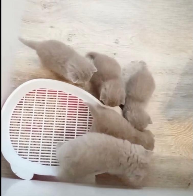 PURE BREED BRITISH SHORTHAIR KITTENS photo 5