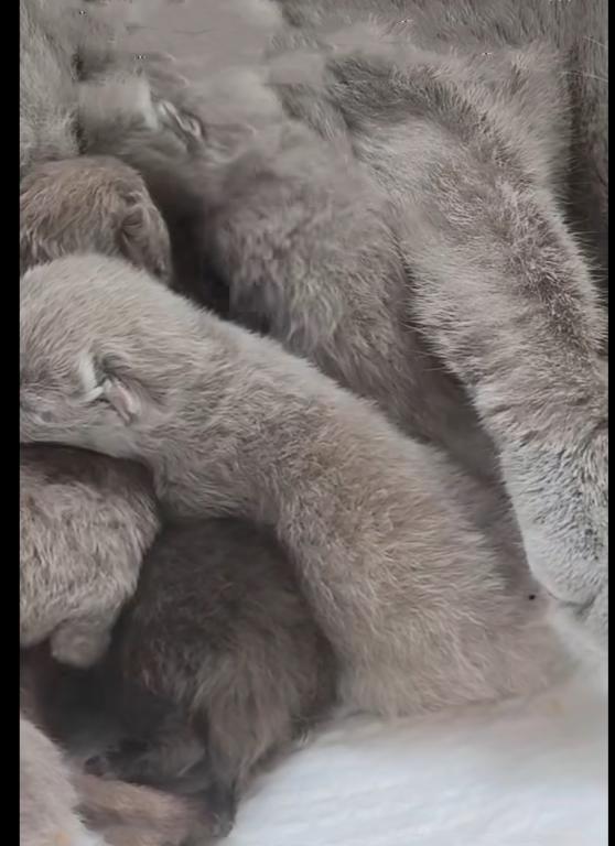 PURE BREED BRITISH SHORTHAIR KITTENS photo 2