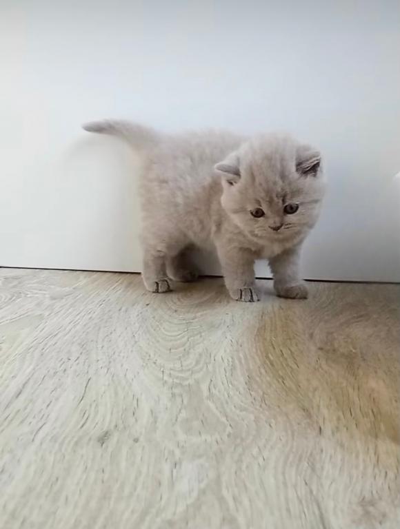 PURE BREED BRITISH SHORTHAIR KITTENS photo 7