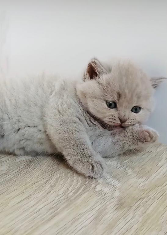 PURE BREED BRITISH SHORTHAIR KITTENS