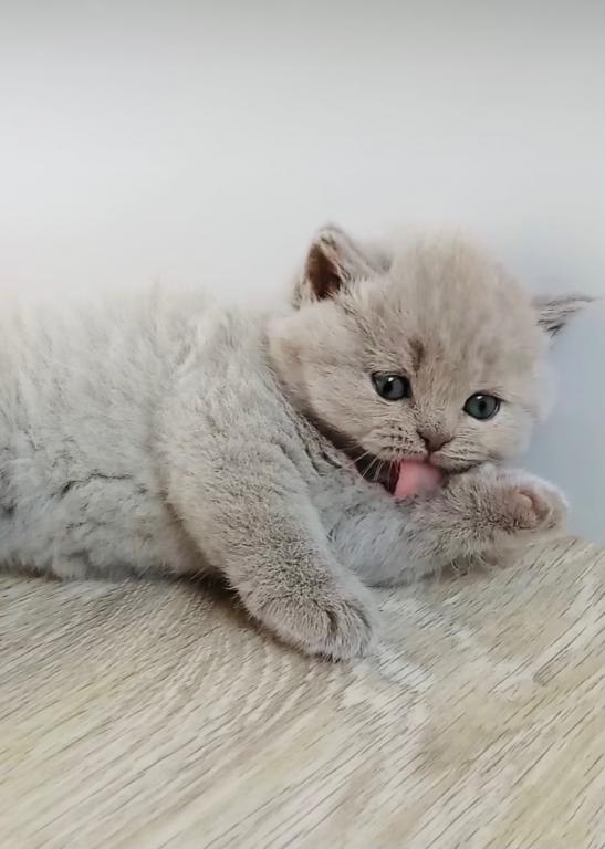 PURE BREED BRITISH SHORTHAIR KITTENS photo 6