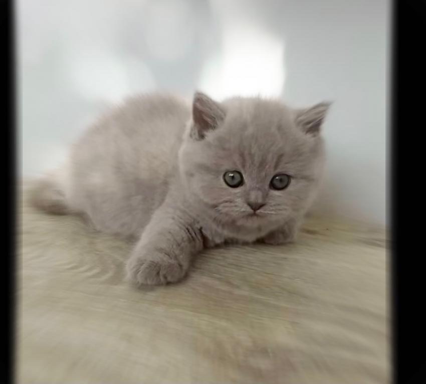 PURE BREED BRITISH SHORTHAIR KITTENS photo 3