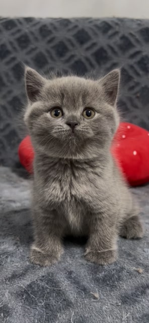 British SH Blue Female photo 1