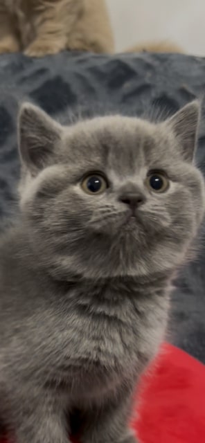 British SH Blue Female photo 4