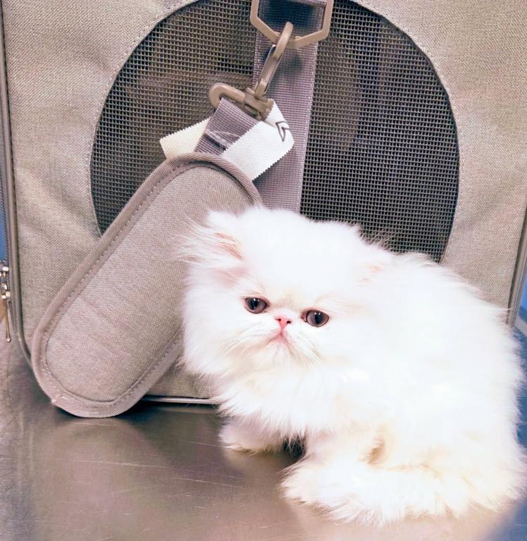 White Male Persian photo 1