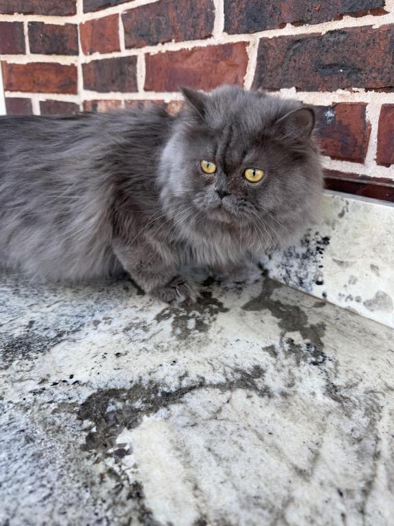 Simba photo 2