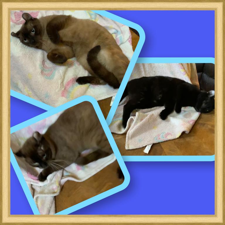 American Curl photo 7