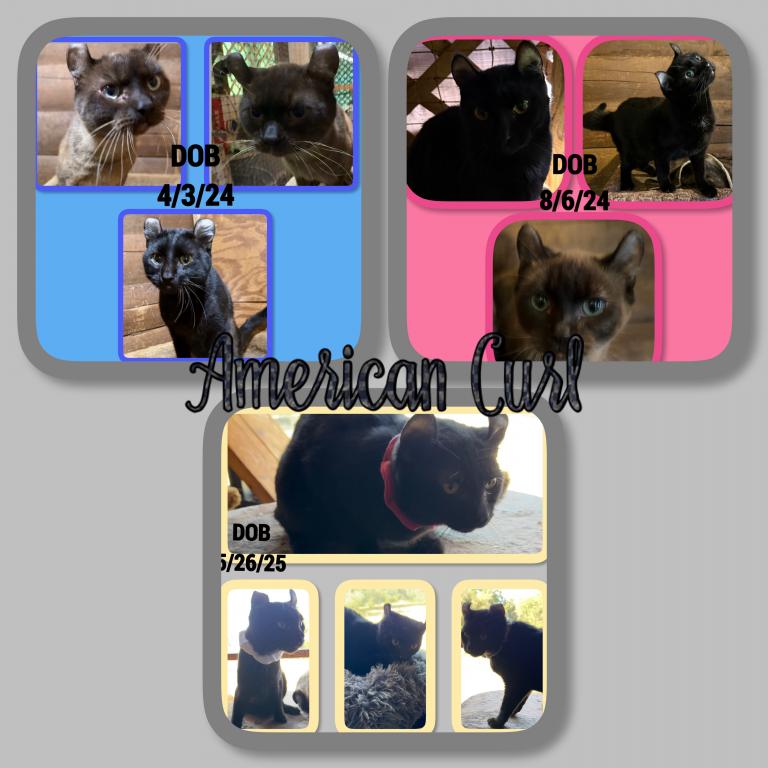 American Curl photo 2